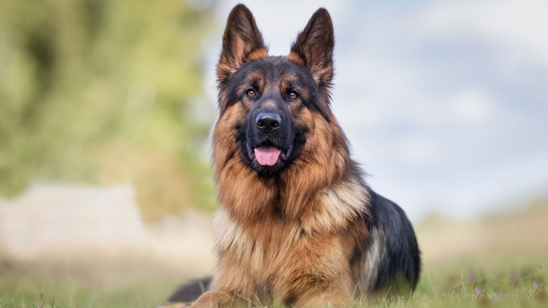 German Shepherd Dog